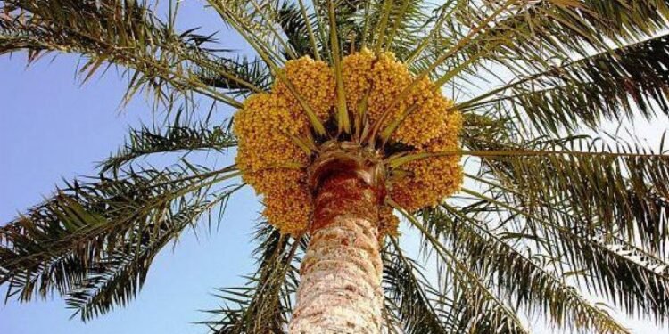 النخيل العراقي يواجه خطر تراجع البساتين وارتفاع كلف الإنتاج